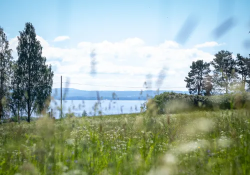 Utsikt över äng, sjö och berg sommartid.