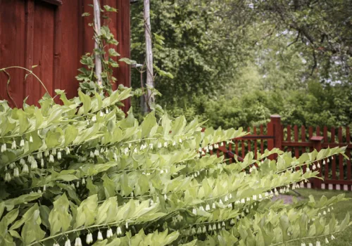Grönskande växtlighet framför ett falurött hus sommartid.