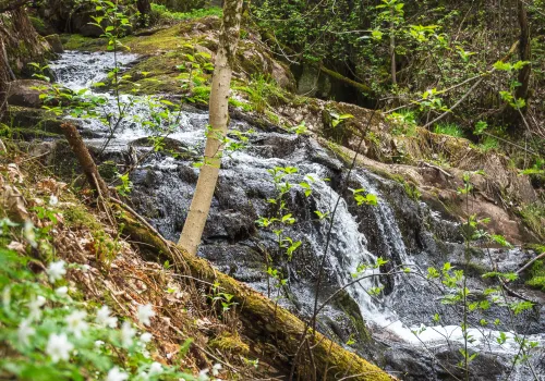 En bäck forsar i skogslandskap bland björkar och vitsippor.
