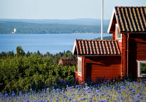 En faluröd stuga sommartid med sjö och skog i bakgrunden.