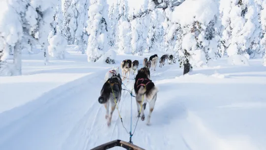 Hundar som drar släde.