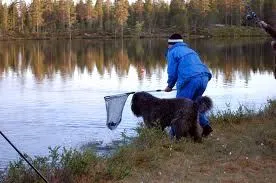 Fiskare och hund försöker fånga fisk med håv vid strandkanten.