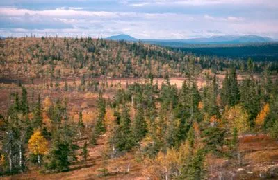 Vy över Lillådalen, höstliga färger på björkar och granar