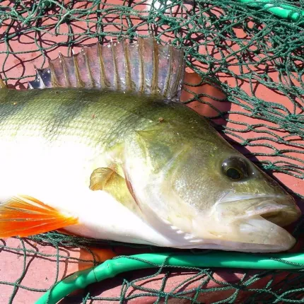 Fish in hand net.
