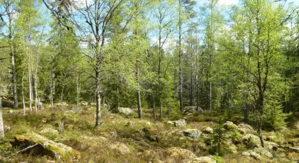Björkar och stenar.