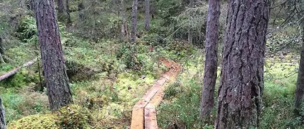 Spång genom en gammal skog.