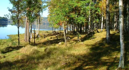 Stig genom skog intill sjö sommartid.