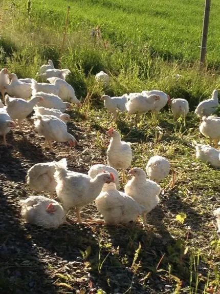 Chickens in the grass.