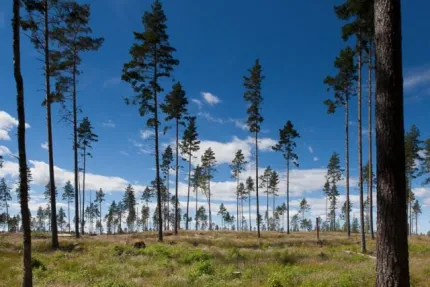 Tallar mot blå himmel.