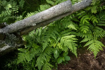 Grönska i naturen.