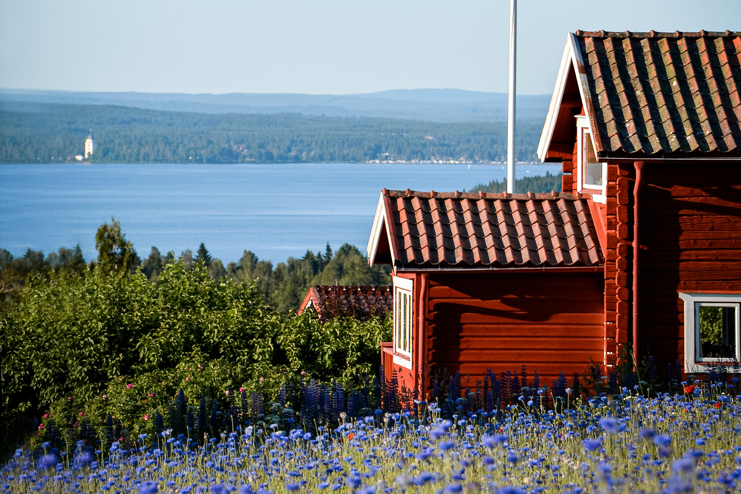 En faluröd stuga sommartid med sjö och skog i bakgrunden.